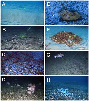 Perspectives on the Great Amazon Reef: Extension, Biodiversity, and Threats